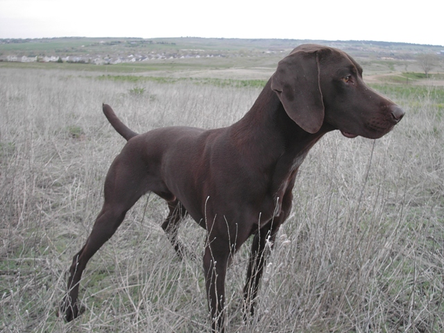 Cooper, a German Shorthair, at 22 months