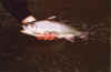 A big brook trout from the Soque River at Blackhawk in N. GA.