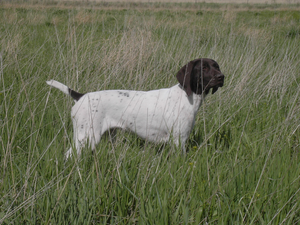 Kate, a German Shorthair