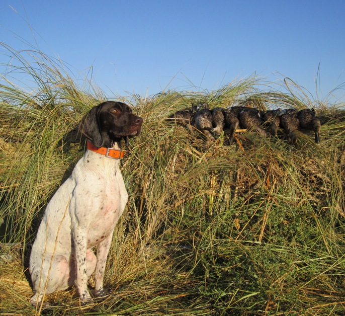 2011 Teal
